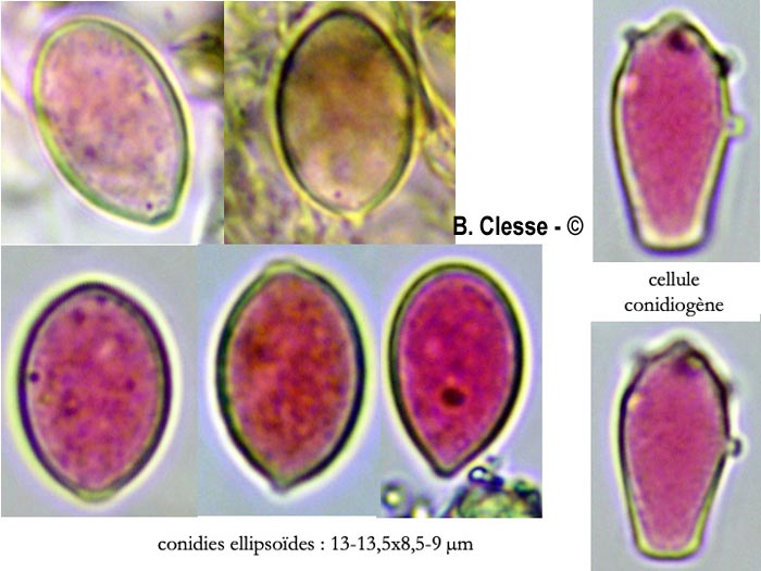 Botryobasidium capitatum (Botryobasidium candicans, Haplotrichum capitatum)