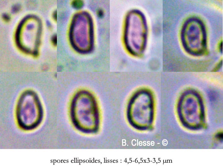 Botryobasidium laeve