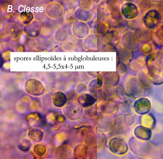 Camarophyllopsis phaeoxantha