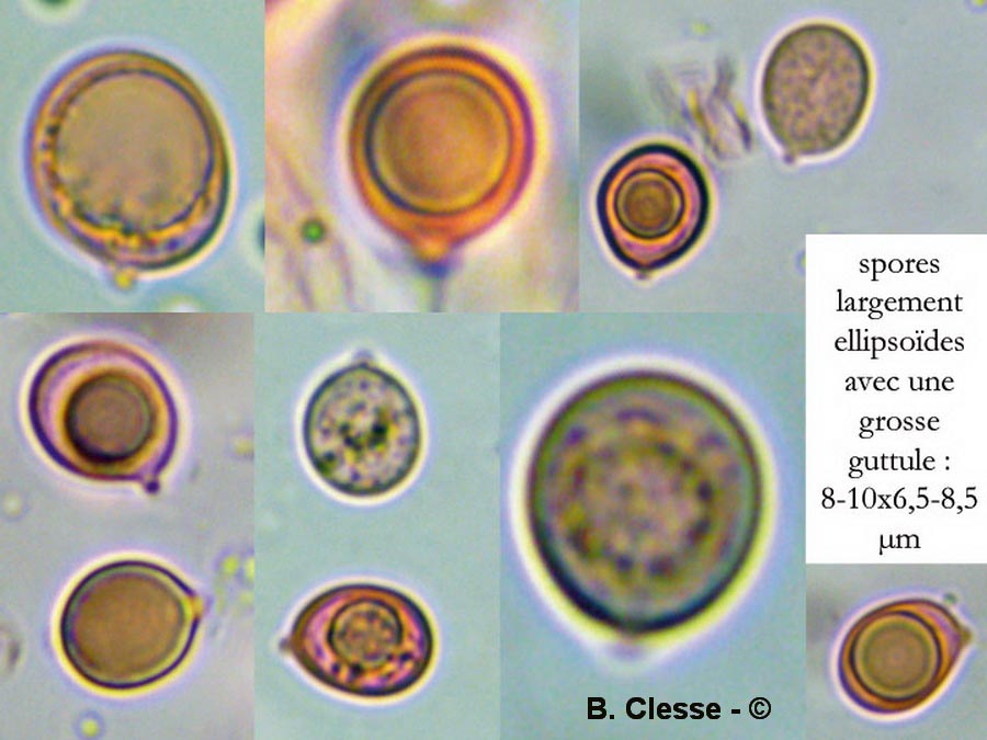 Clavulina cinerea