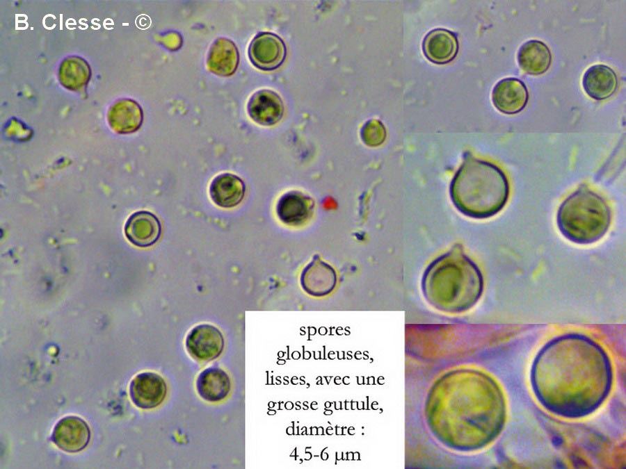 Clavulinopsis corniculata