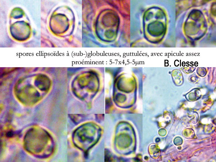 Clavulinopsis fusiformis