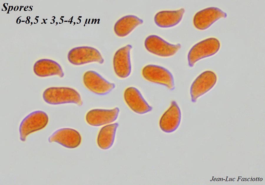 Clitocybe glareosa