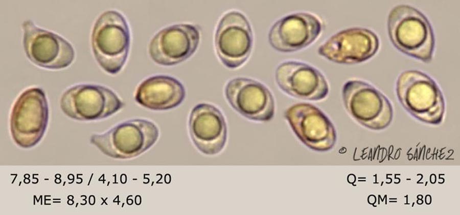 Clitocybe nivea