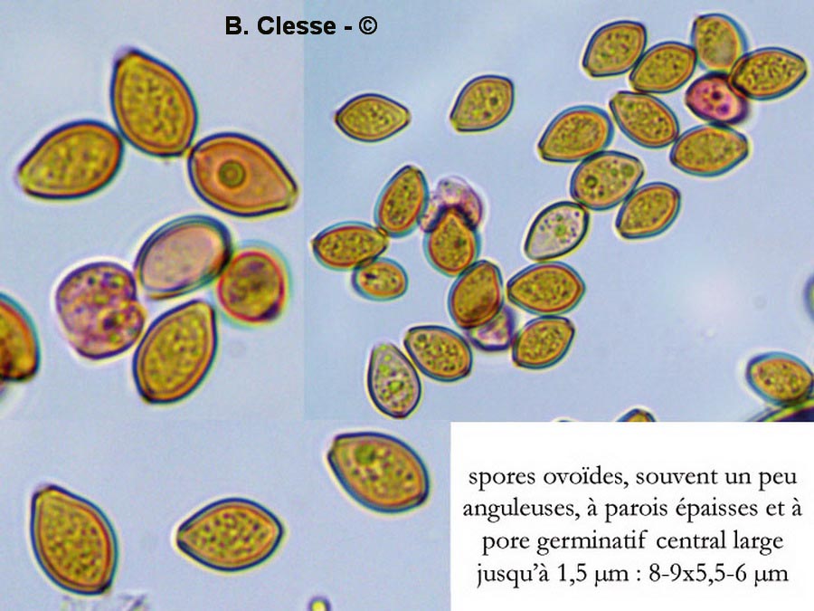 Conocybe hexagonospora