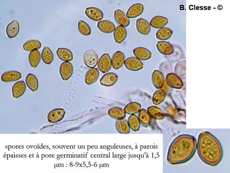 Conocybe hexagonospora