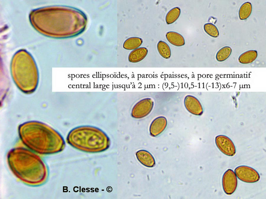 Conocybe juniana var. juniana