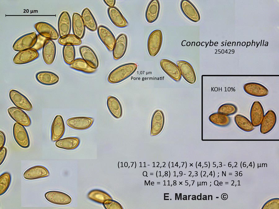 Conocybe siennophylla