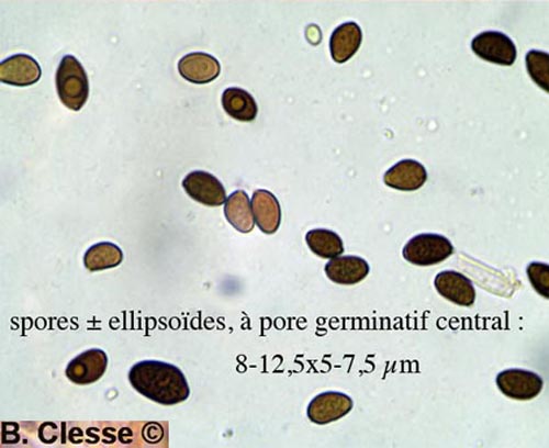 Coprinopsis bellula