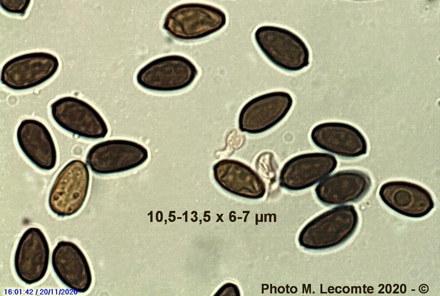 Psathyrella marcescibilis (Coprinopsis marcescibilis)