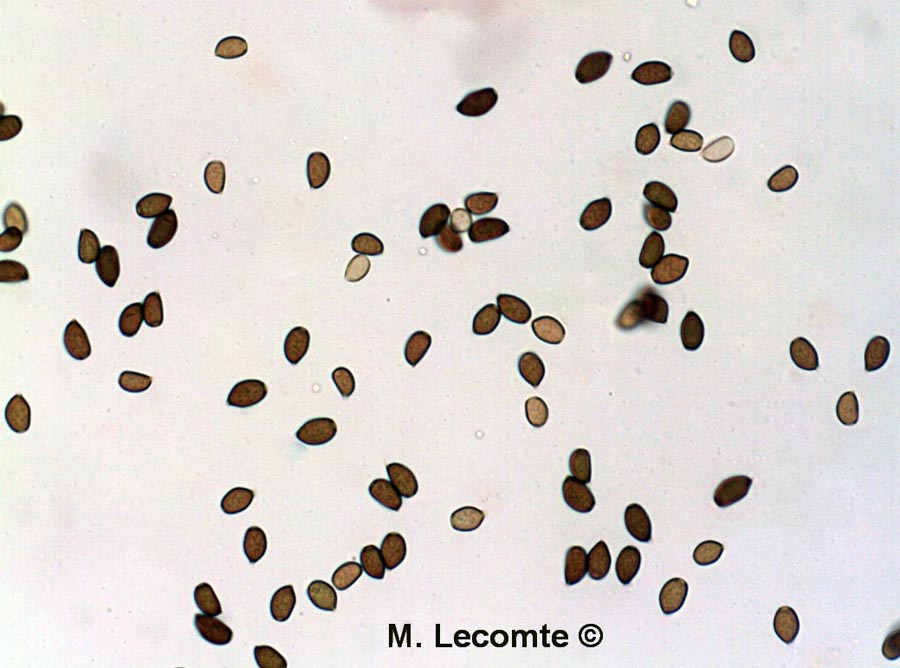 Coprinus micaceus (Coprinellus micaceus)