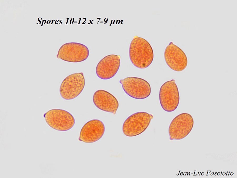 Corticium meridioroseum