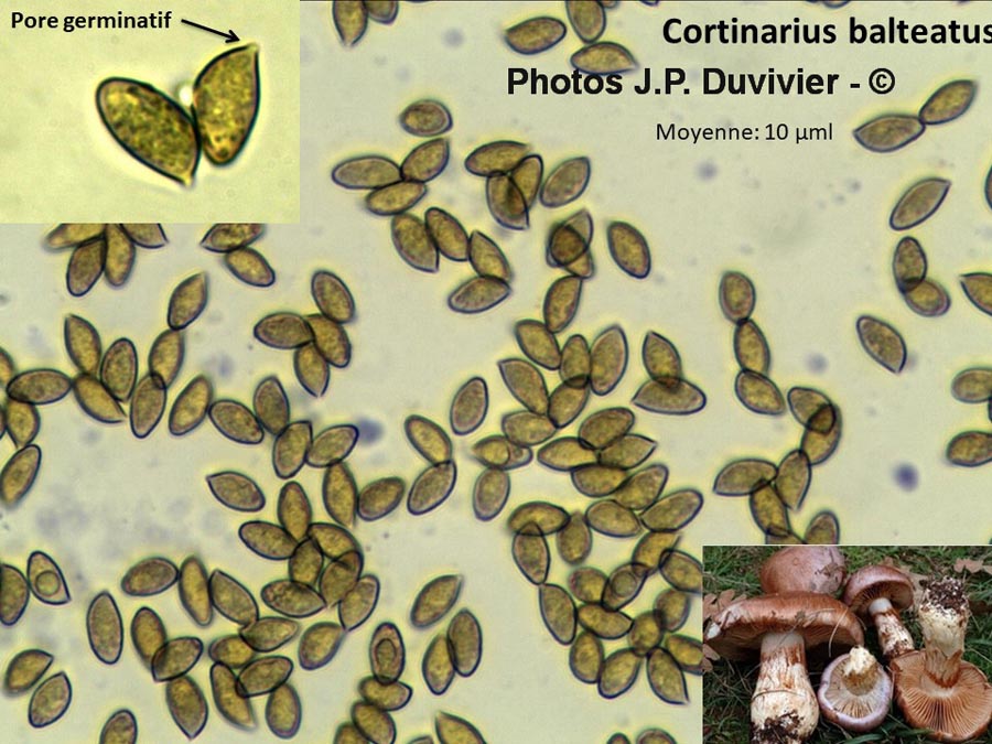 Cortinarius balteatus