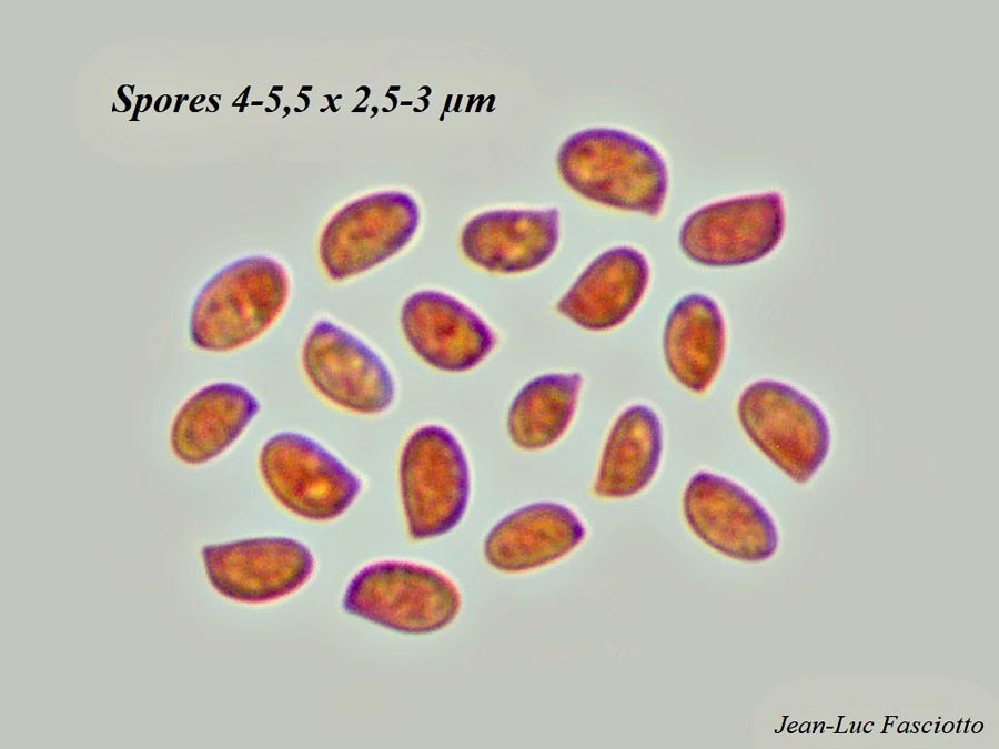 Crustomyces subabruptus