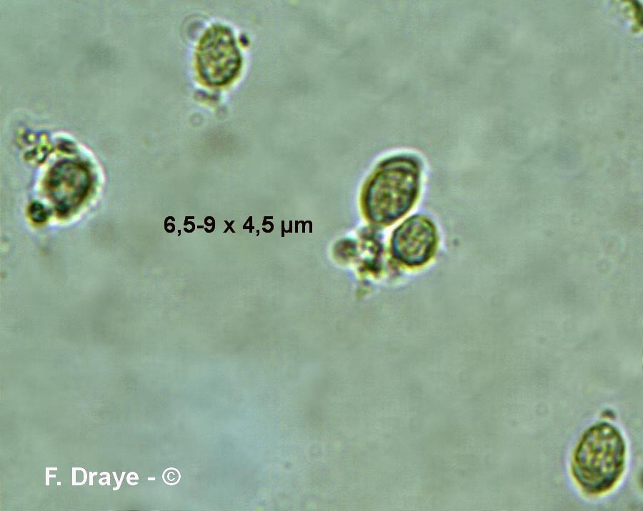 Delicatula integrella