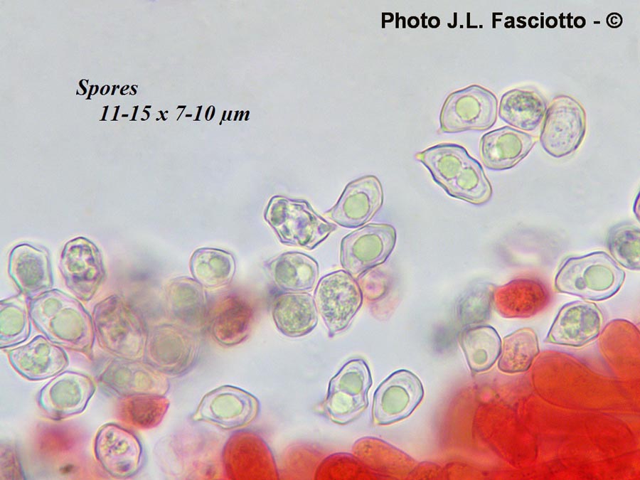 Entoloma poliopus (J-L. Fasciotto)
