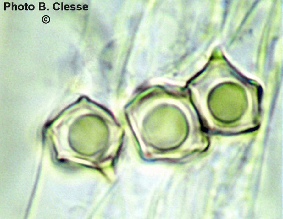 Entoloma rhodopolium f. nidorosum