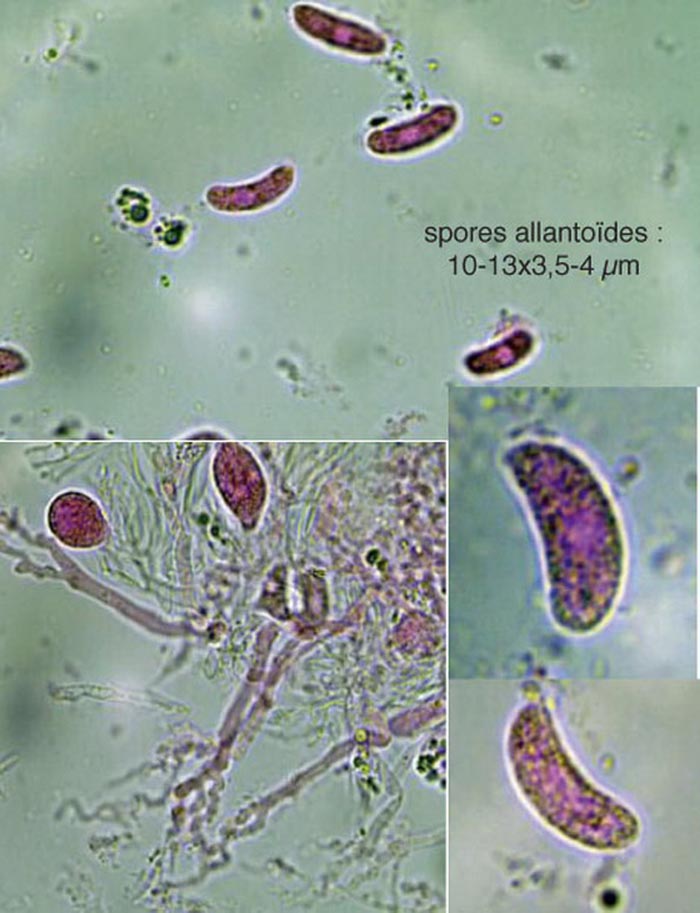Exidiopsis effusa