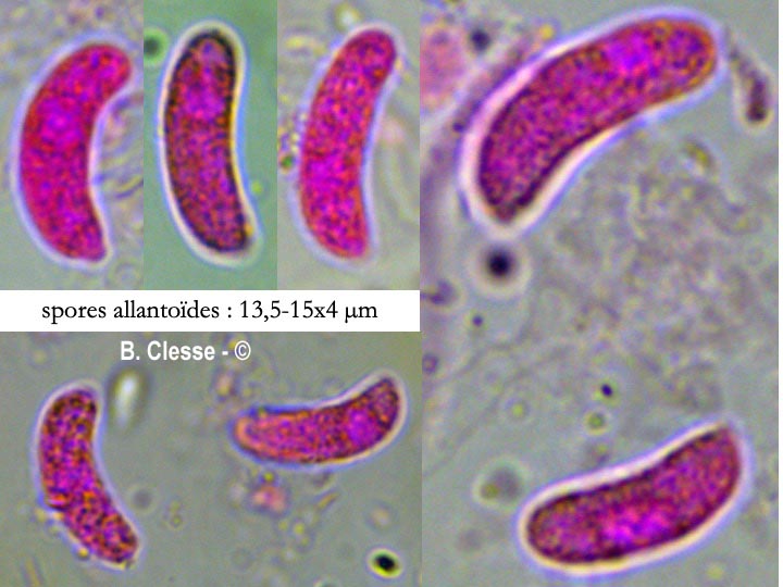 Exidiopsis effusa