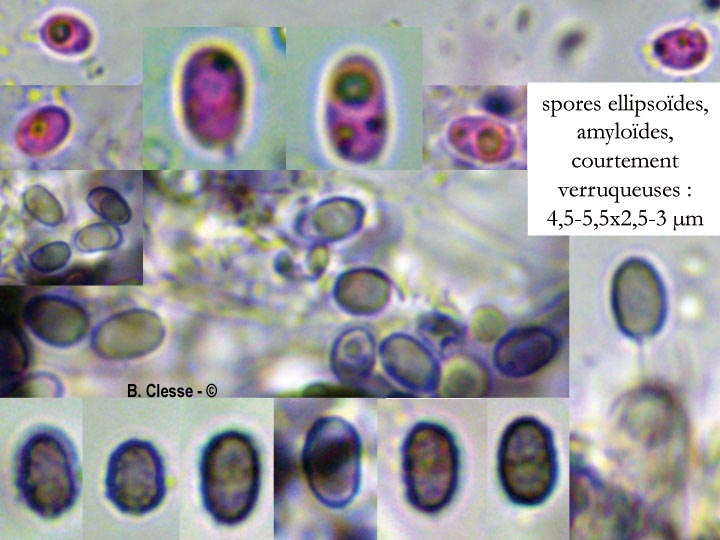 Gloeocystidiellum porosum (Gloeocystidium porosum)