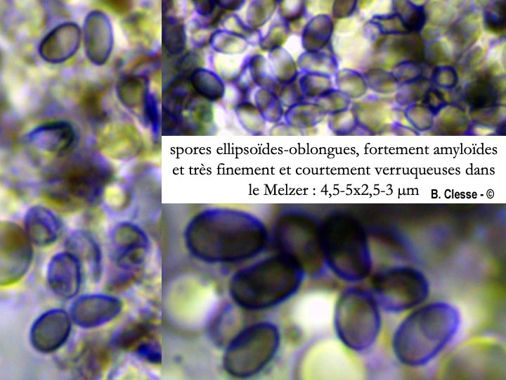 Gloeocystidiellum porosum (Gloeocystidium porosum)