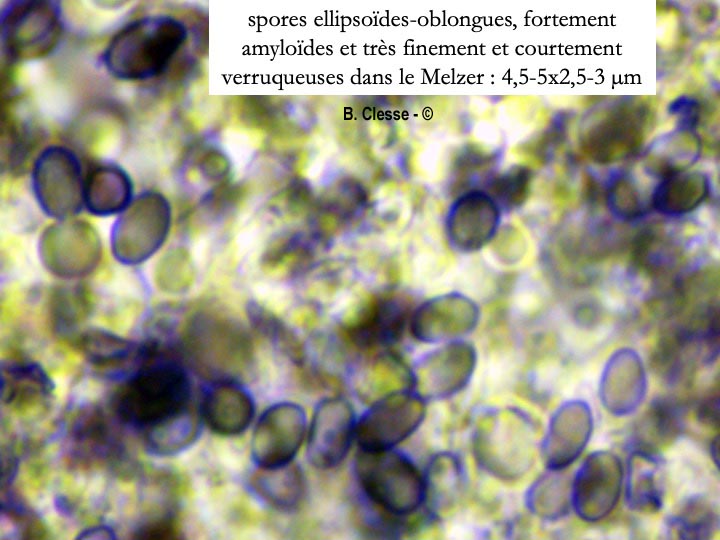 Gloeocystidiellum porosum (Gloeocystidium porosum)