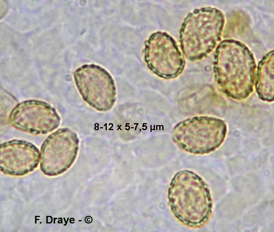 Gymnopilus spectabilis