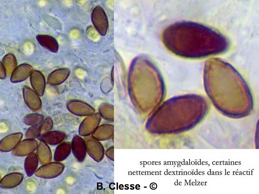 Hebeloma birrus