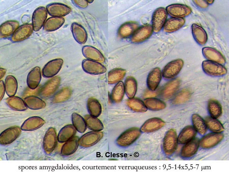 Hebeloma birrus