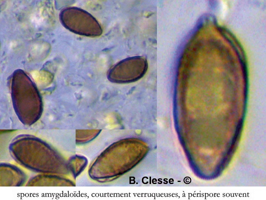 Hebeloma birrus