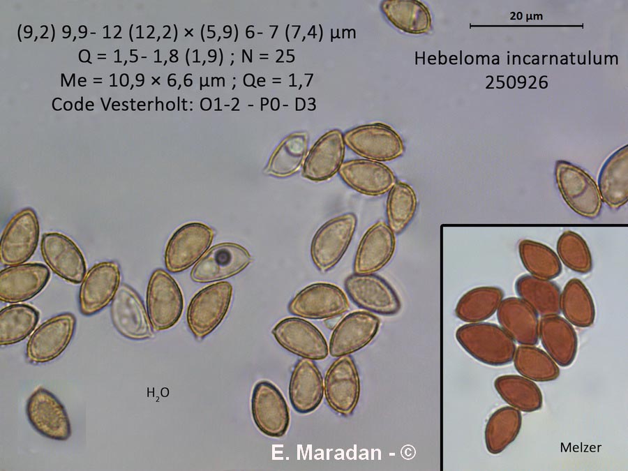Hebeloma incarnatulum