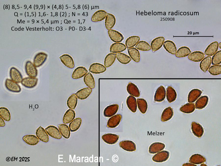 Hebeloma radicosum