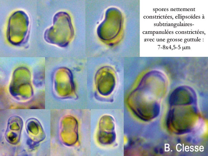 Hygrocybe mucronella