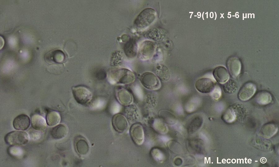 Hygrocybe psittacina (Gliophorus psittacinus)
