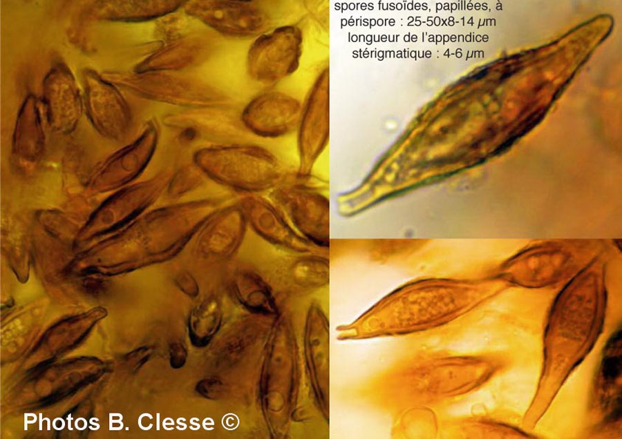 Hymenogaster calosporus