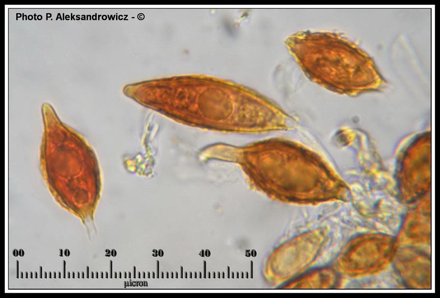 Hymenogaster olivaceus