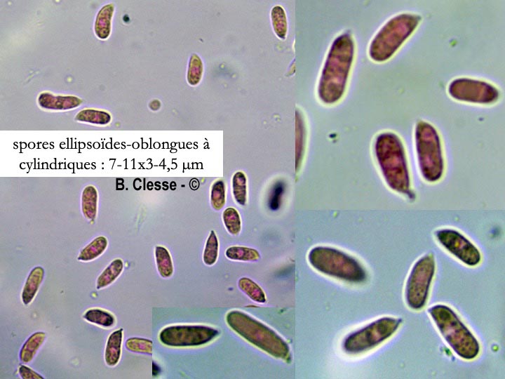 Hyphoderma setigerum (Peniophora setigera)