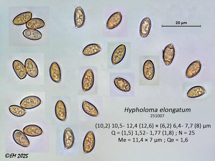 Hypholoma elongatum