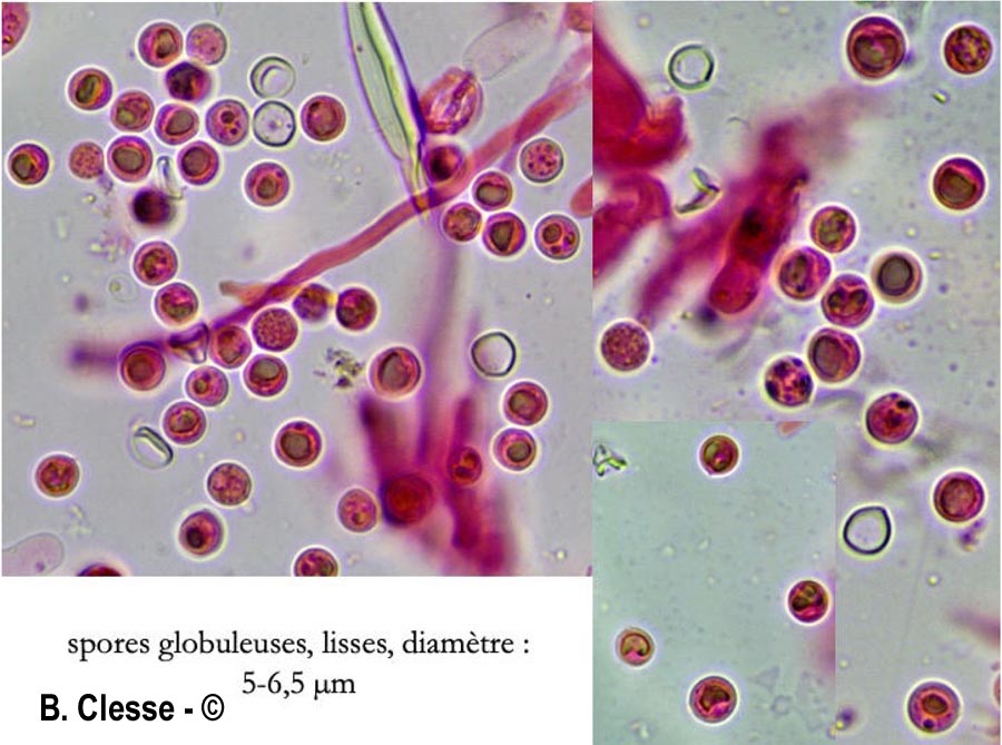 Hypochnicium subrigescens