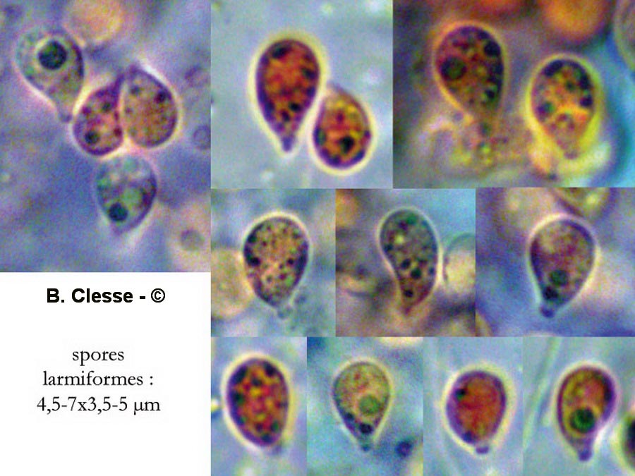 Infundibulicybe gibba