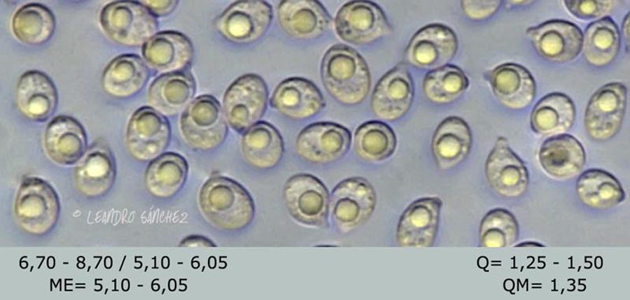 Clitocybe-meridionalis