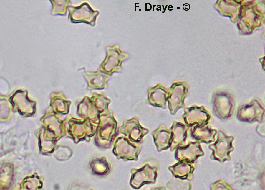 Inocybe lanuginosa