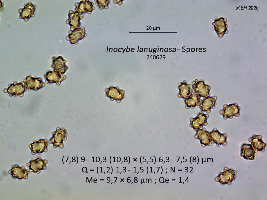 Inocybe lanuginosa