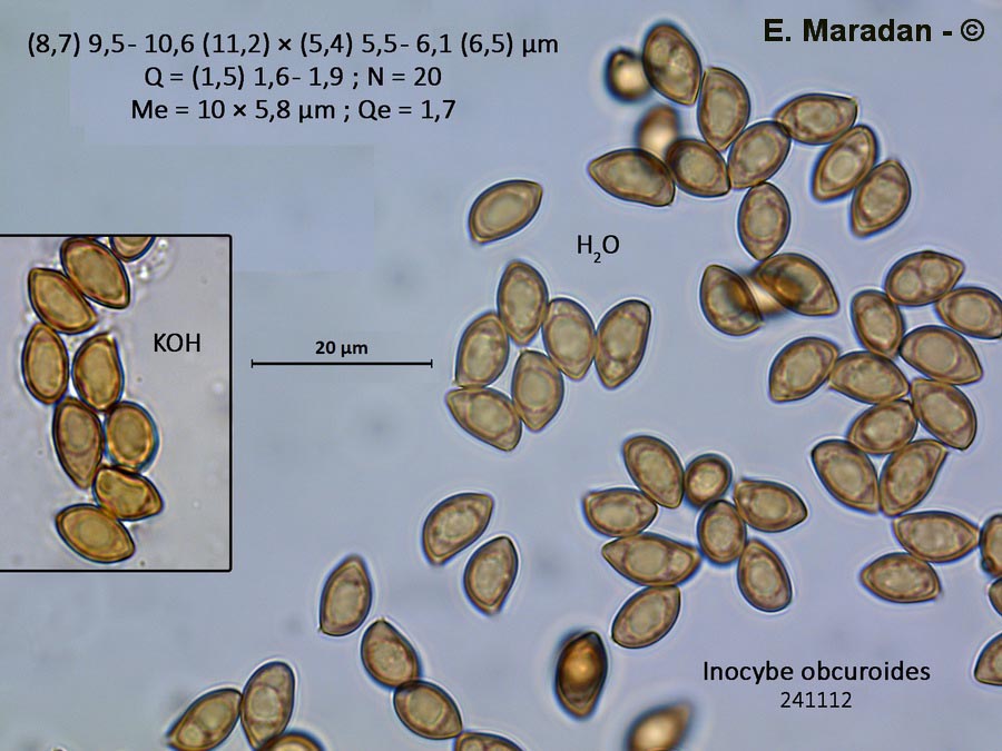 Inocybe cincinnata (Inocybe obscuroides)