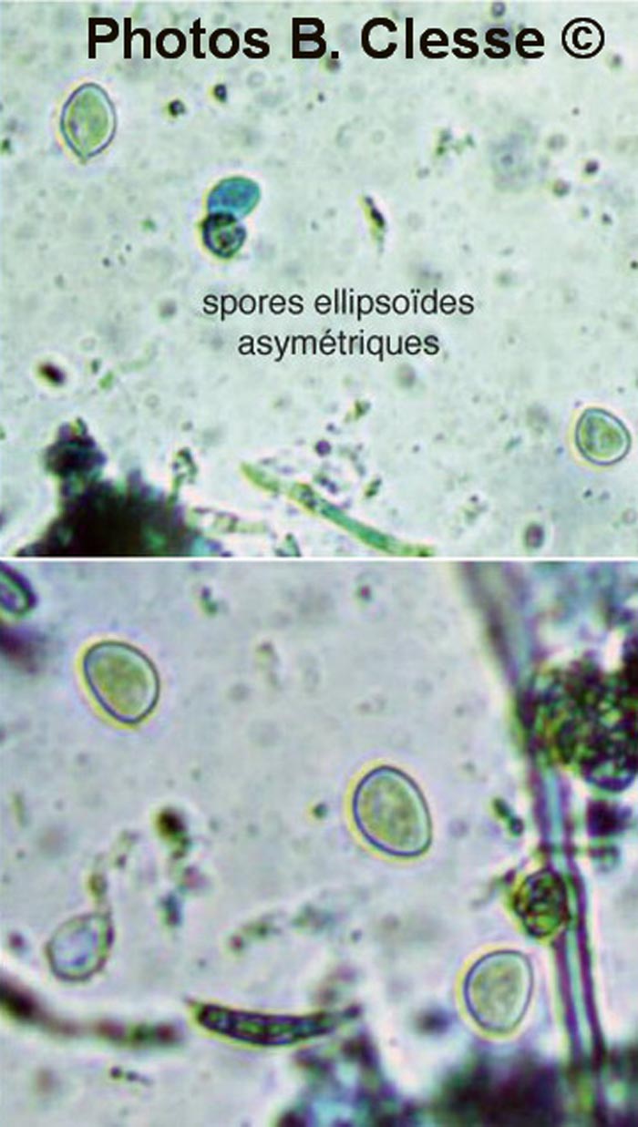  Lachnella alboviolascens