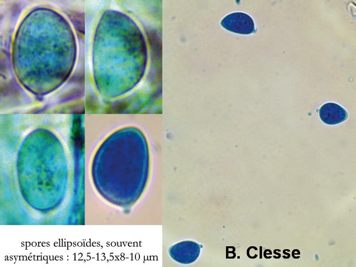 Lachnella alboviolascens