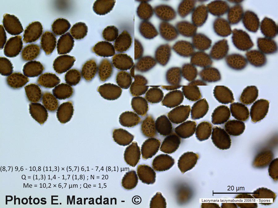 Lacrymaria lacrymabunda (Psathyrella velutina, Psathyrella lacrymabunda)