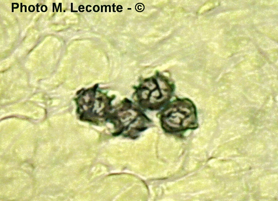 Lactarius romagnesii ss. Verbeken