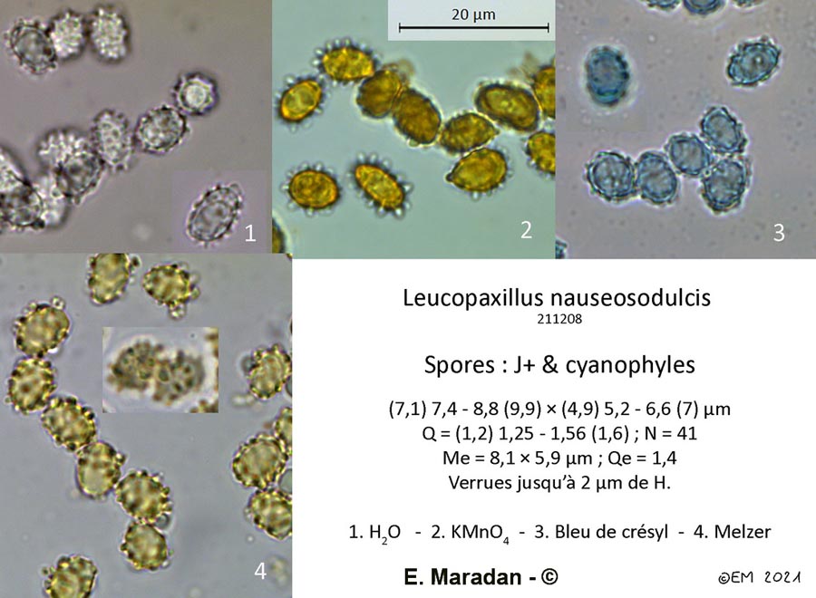 Leucopaxillus nauseosodulcis