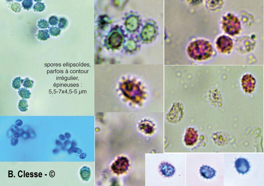 Lindtneria leucobryophila